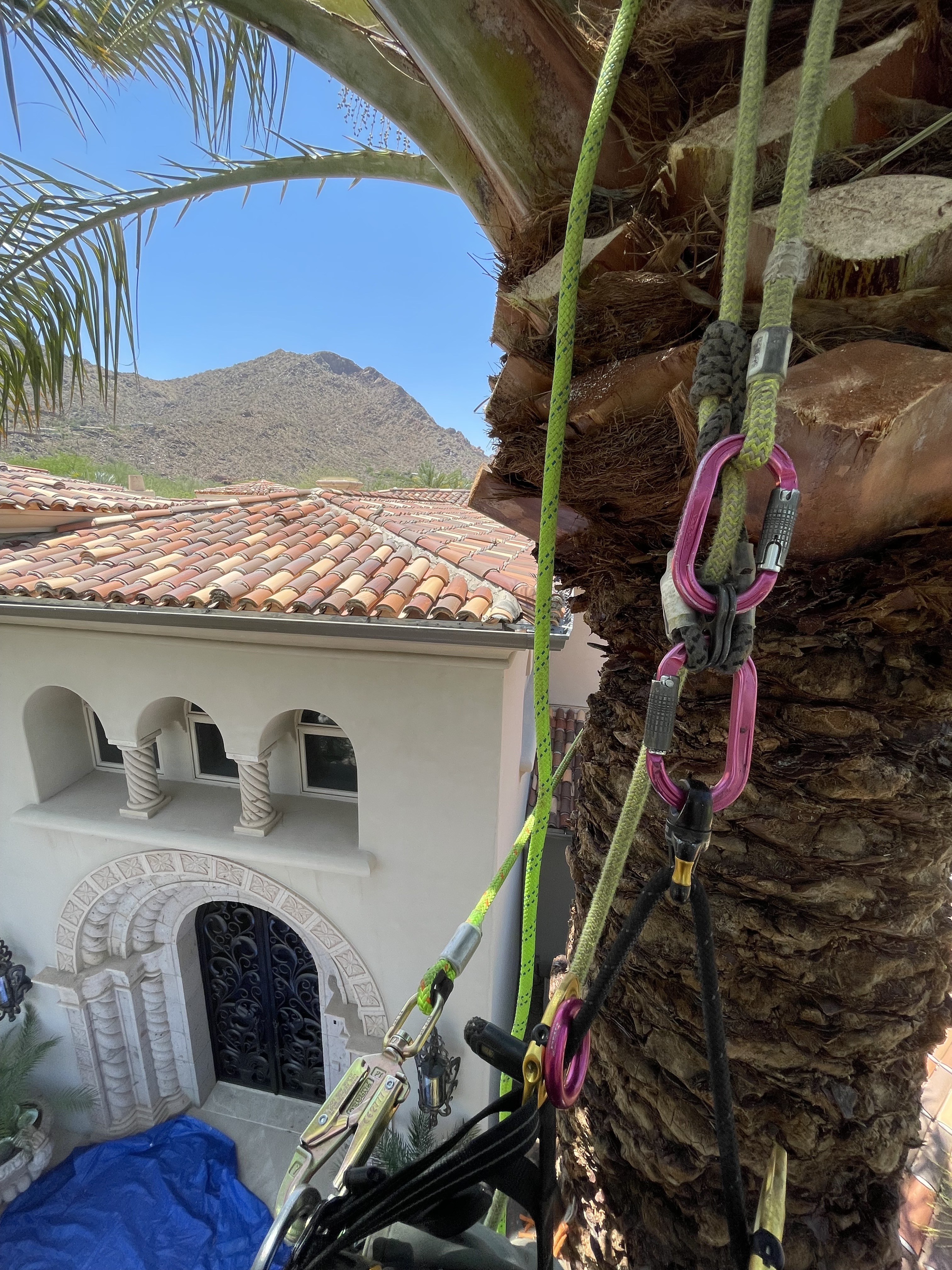 Professional tree removal services
