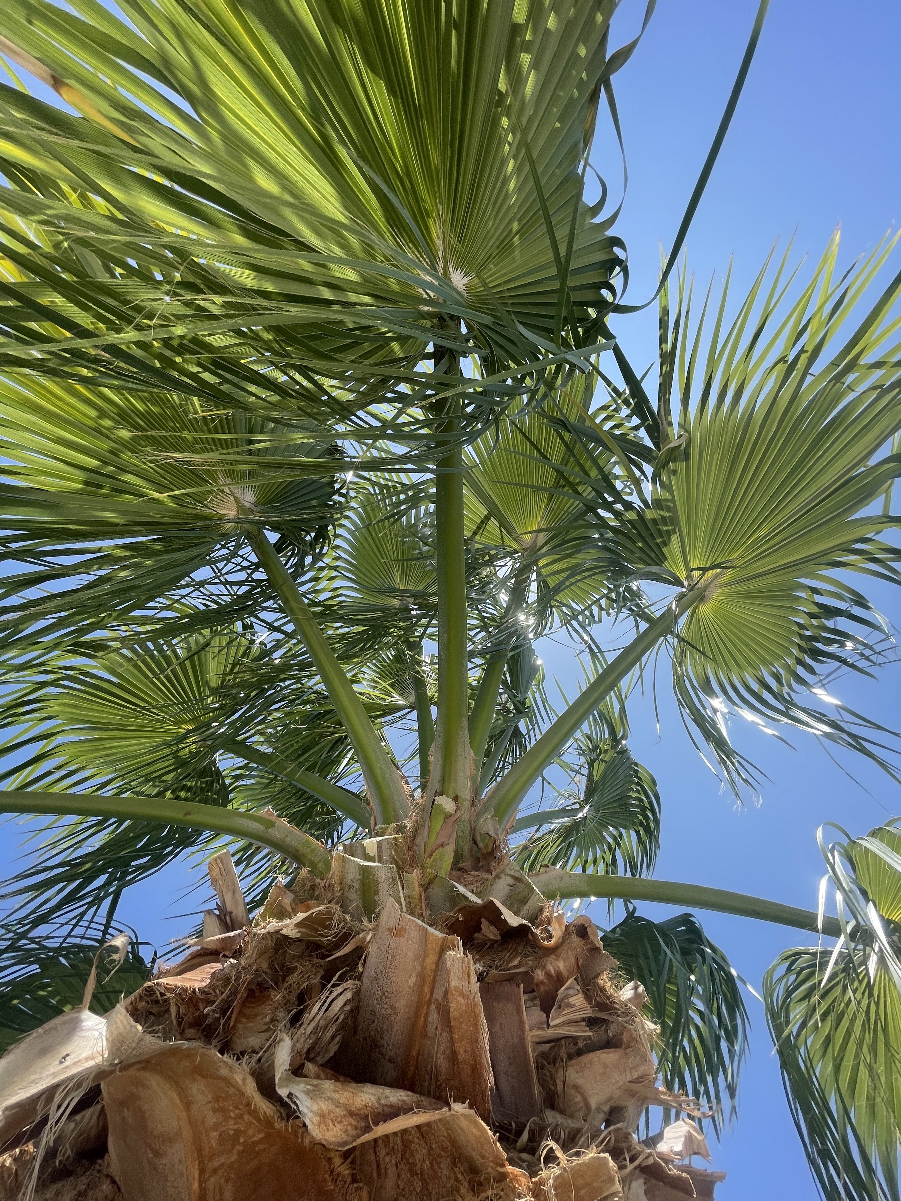 Professional tree trimming and pruning